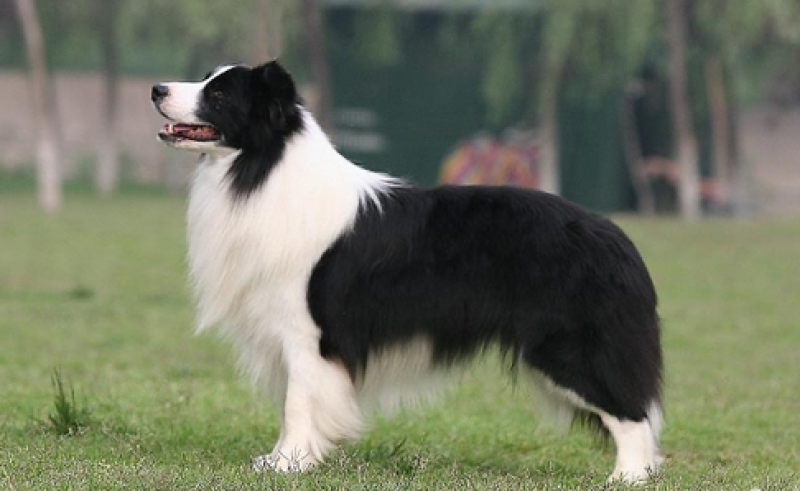 精品边境牧羊犬血统纯正品相可爱可视频挑选