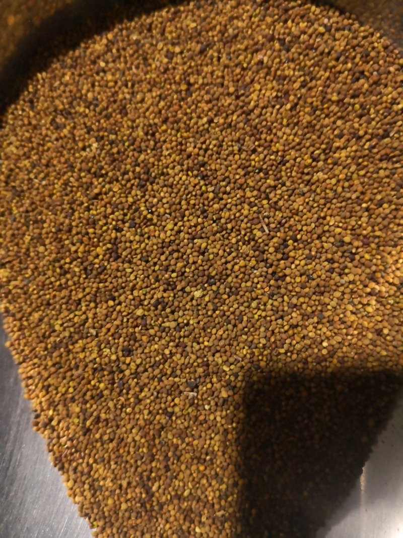 菟丝子水洗内蒙1公斤起邮质量保证无杂质正品菟丝子不包邮