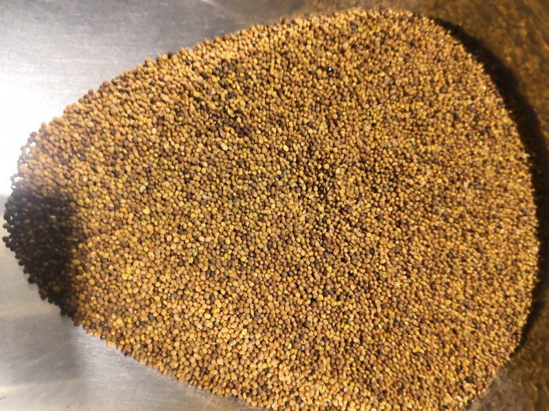 菟丝子水洗内蒙1公斤起邮质量保证无杂质正品菟丝子不包邮