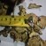 川芎薄片四川1公斤起批无硫无添加不包邮批发各种中药材