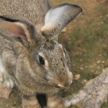 比利时杂交野兔改良优质种兔品种纯正繁育能力强