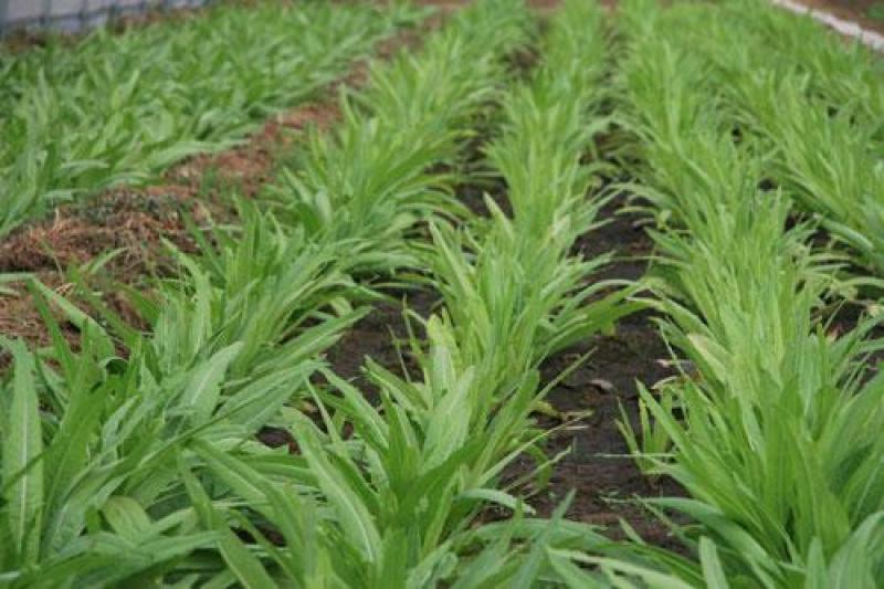 四季油麦菜种子大叶高产耐寒耐热肉质脆嫩纤维少量大优惠
