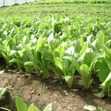 四季油麦菜种子大叶高产耐寒耐热肉质脆嫩纤维少量大优惠