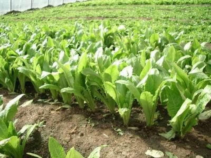 四季油麦菜种子大叶高产耐寒耐热肉质脆嫩纤维少量大优惠