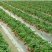 草莓种子四季种植奶油草莓籽四季草莓籽草莓种籽子