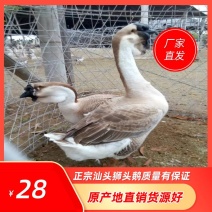 广西合浦狮头鹅厂家直销质量保证