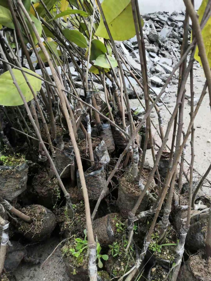 台湾凤梨释迦苗（番荔枝、林檎），提供技术指导