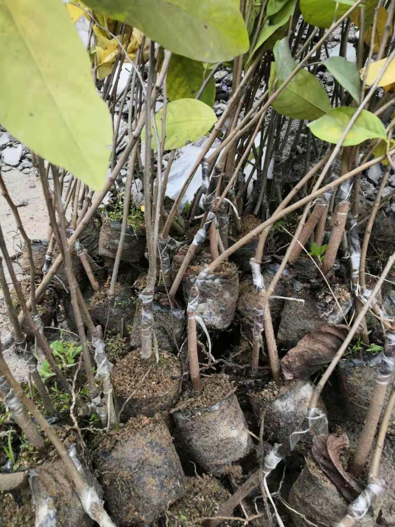 台湾凤梨释迦苗（番荔枝、林檎），提供技术指导