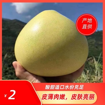 福建平和琯溪三红老树柚可视频看货产地直供支持线上保障交易