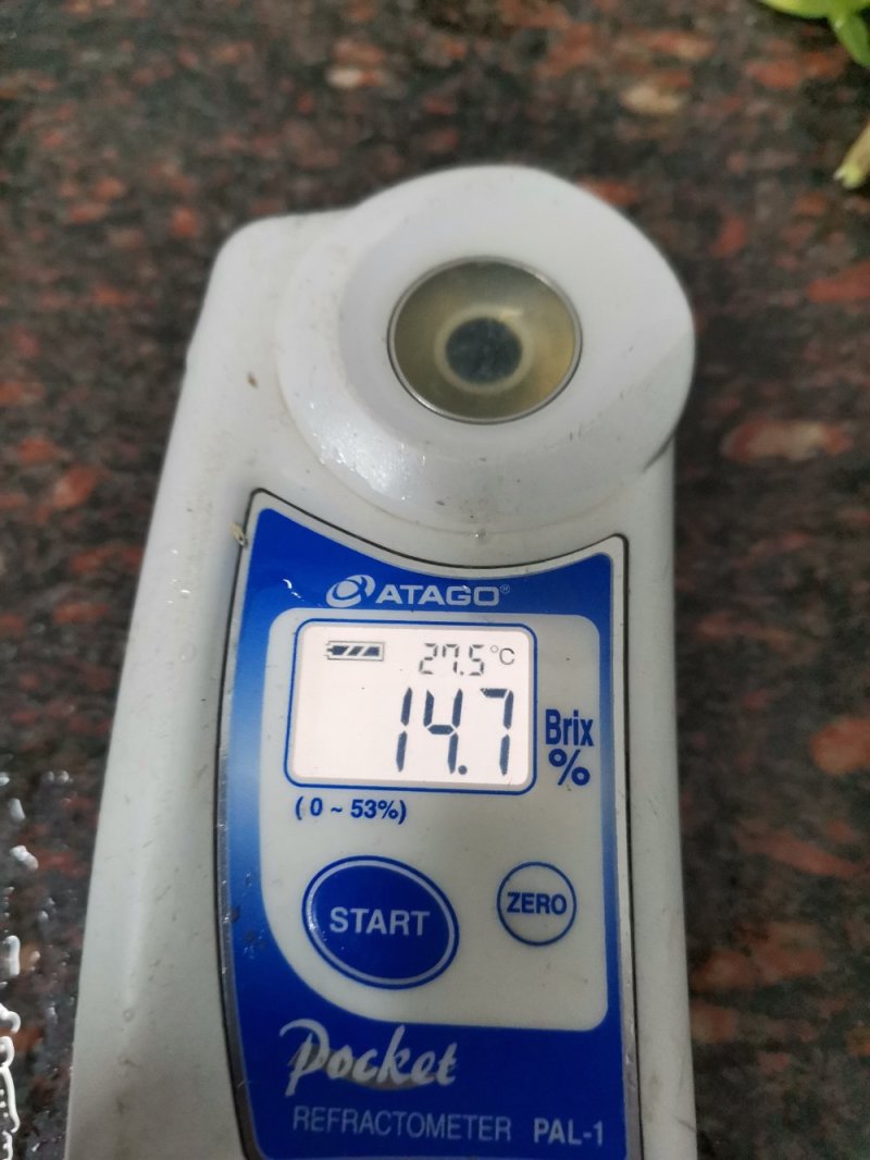 福建平和琯溪三红老树柚可视频看货产地直供支持线上保障交易