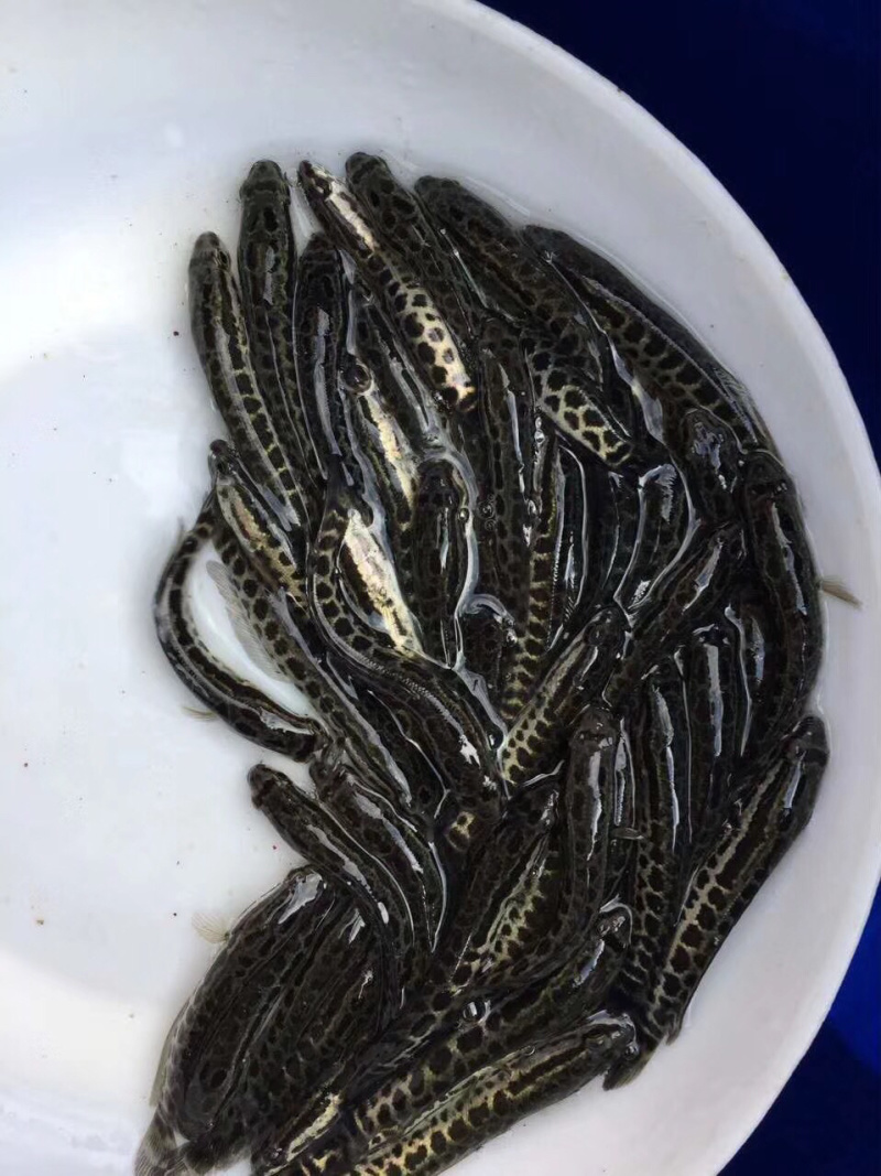 优选杂交黑鱼苗乌鱼财鱼生鱼好养快大技术指导质量保证