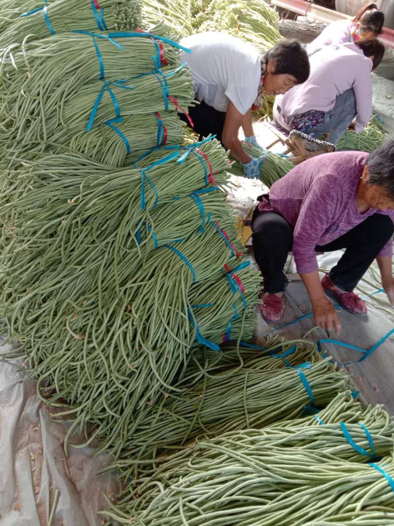 【精选】长豆角70厘米以上大量有货产地直销质优价廉！