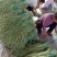 长豆角青条豆角质量杠杠滴，量大从优代发全国欢迎来电洽谈