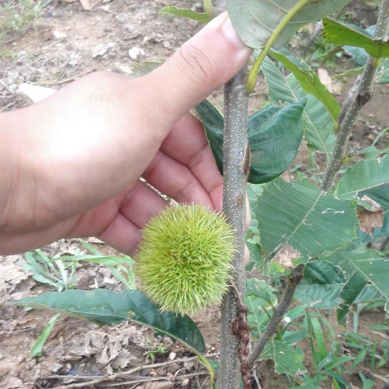 【开业大吉】正宗嫁接大板栗大红袍板栗苗可视频看货