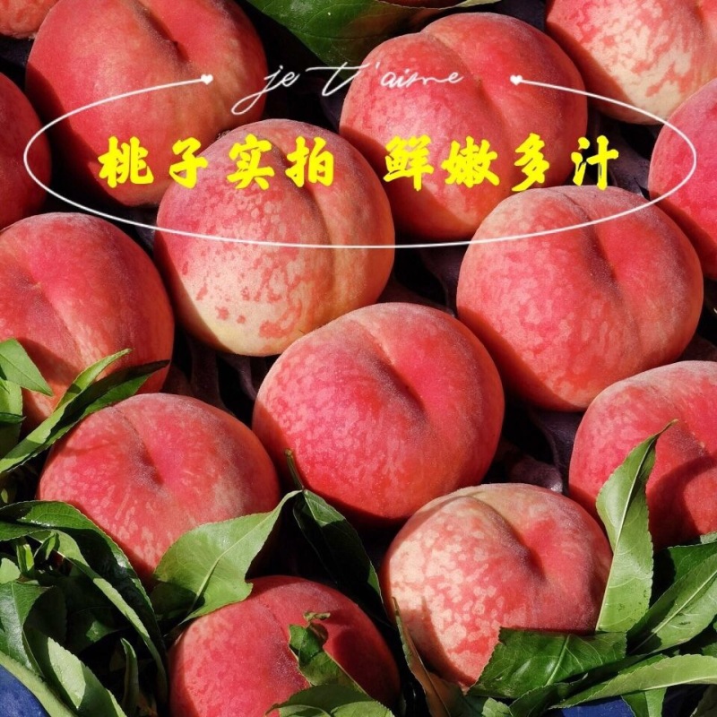 陕西毛桃郑三突围超越620等个大色好脆甜毛桃量大从优