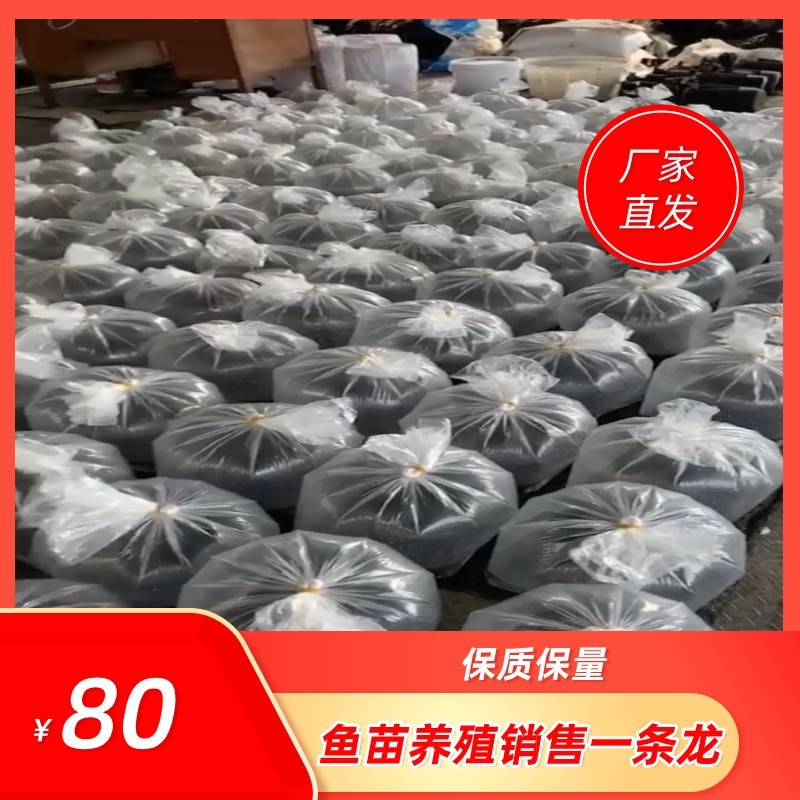 黄颡鱼水花黄骨鱼水花鱼苗汪丁昂公鱼苗水花湖州