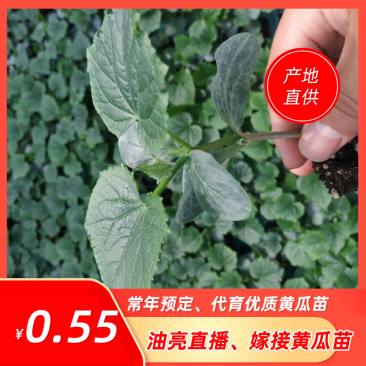 黄瓜苗，优质嫁接黄瓜苗抗病、高产！种苗基地一手货源！