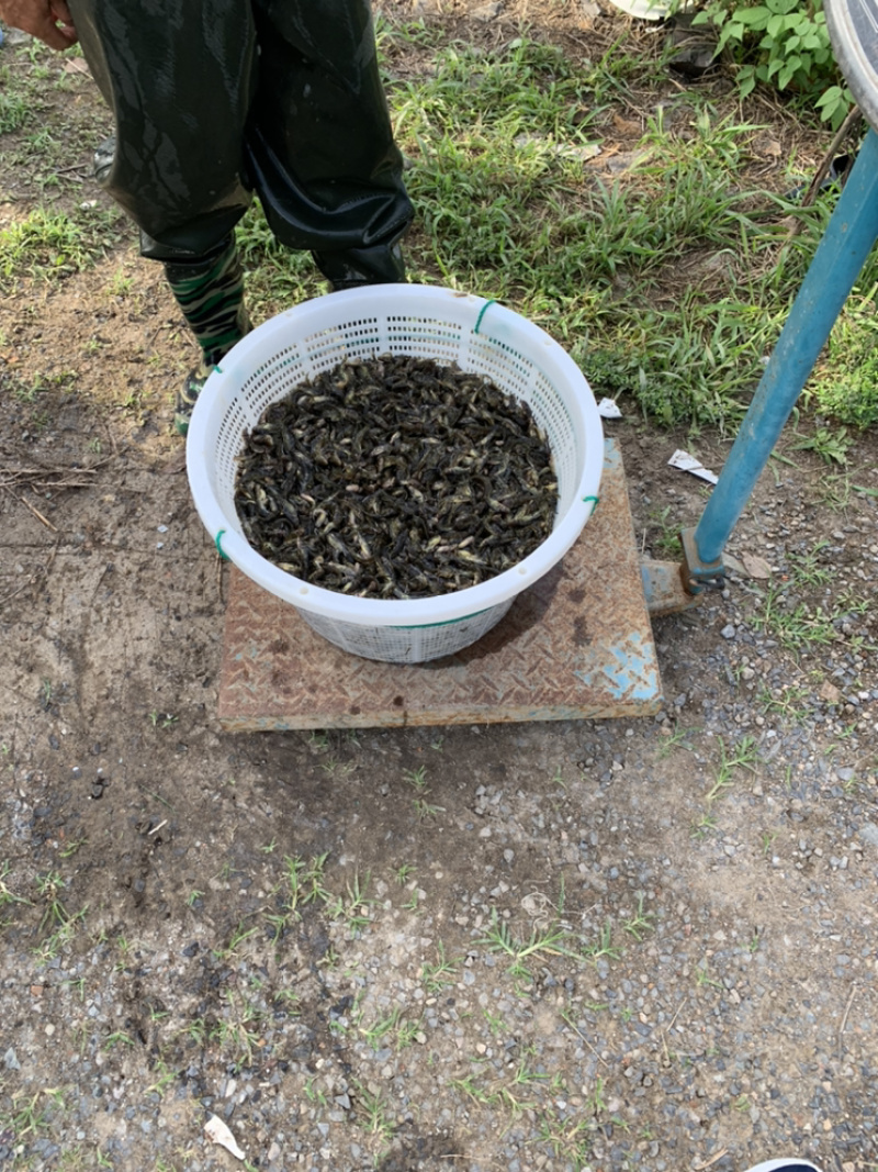 黄颡鱼水花黄骨鱼水花鱼苗汪丁昂公鱼苗水花湖州