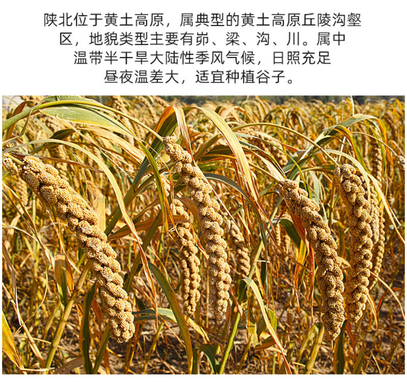 2021年新米陕北米脂黄小米农家自制带米糠营养更全面