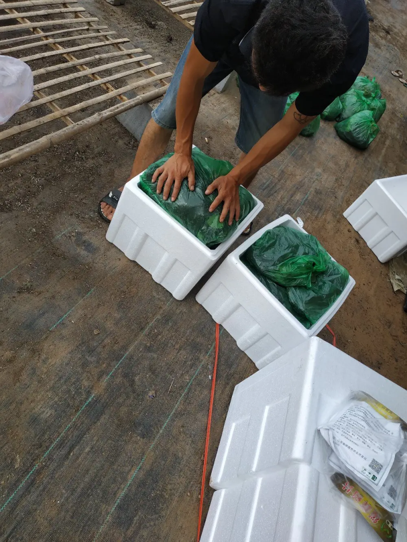 茄苗，嫁接、直播茄苗种苗基地一手货源全国物流、整车发送