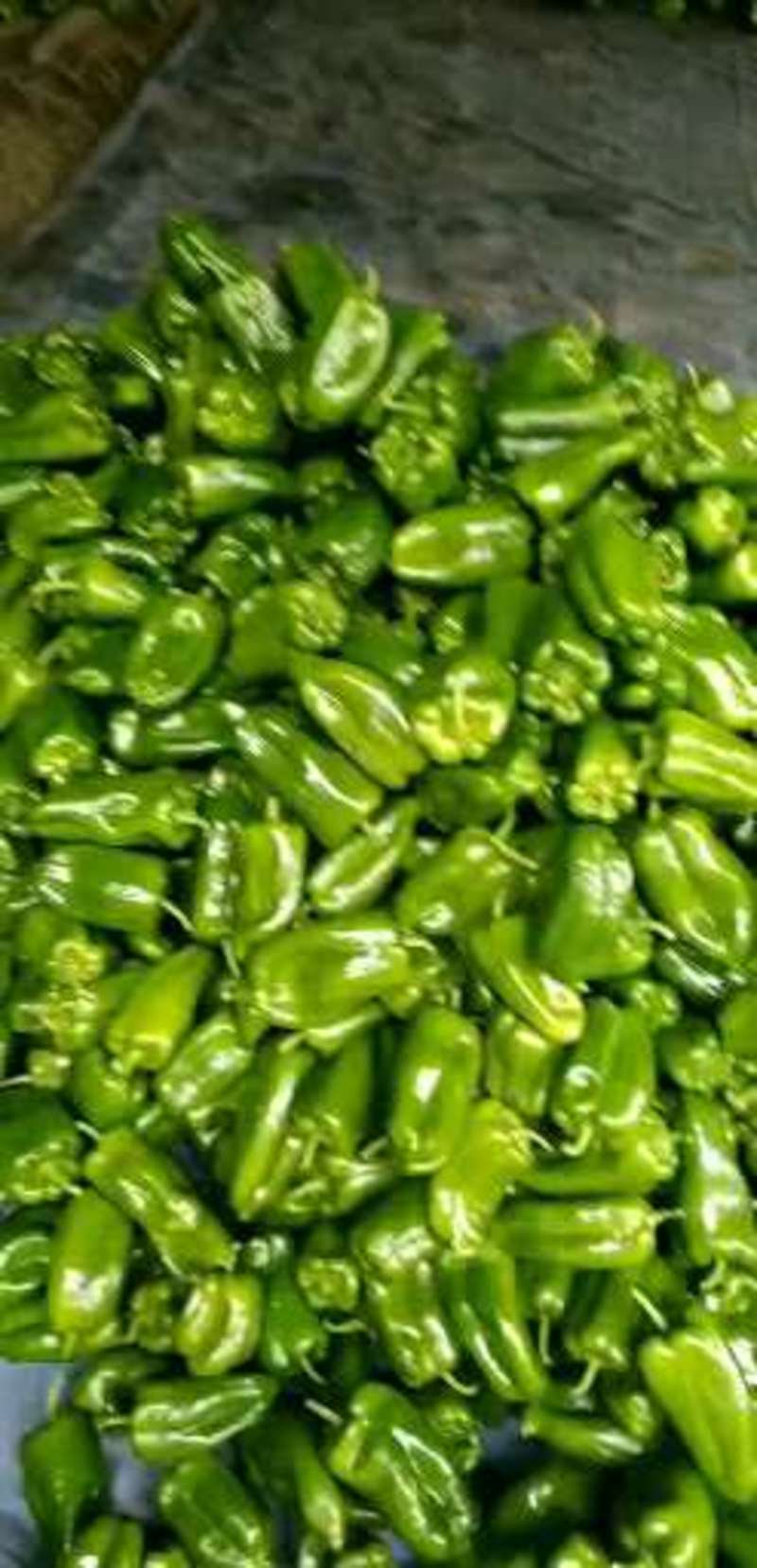 太空椒大量上市，优质辣椒，质量保证，产地直发，全年供货