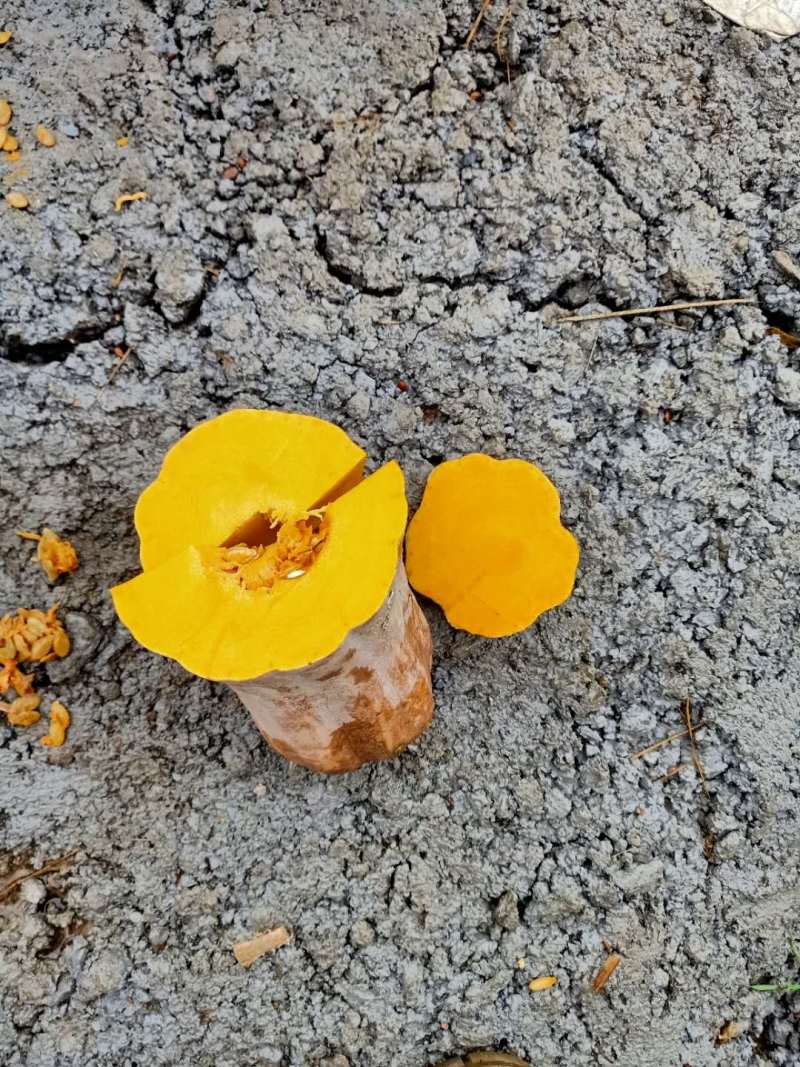 南瓜软糯可口松滋市大量上市产地发货欢迎来电