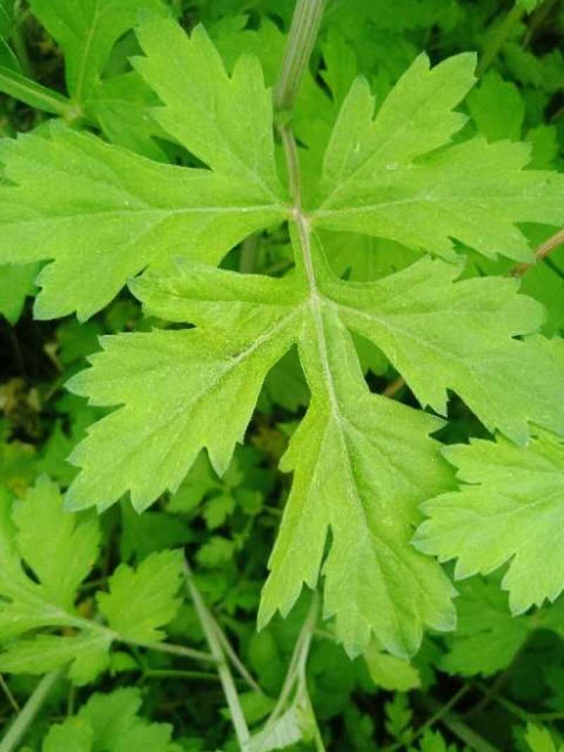 桐柏山野生艾叶，叶片厚，香味足，产地直发，视频看货~