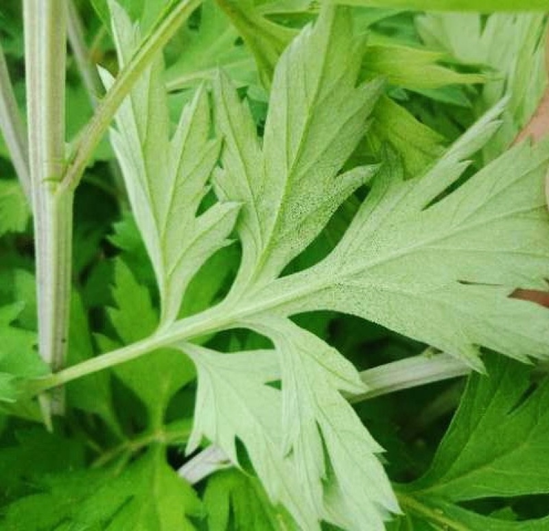 桐柏山野生艾叶，叶片厚，香味足，产地直发，视频看货~