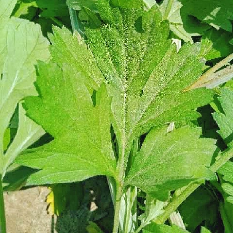 桐柏山野生艾叶，叶片厚，香味足，产地直发，视频看货~