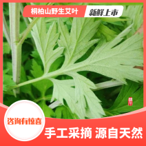 桐柏山野生艾叶，叶片厚，香味足，产地直发，视频看货~