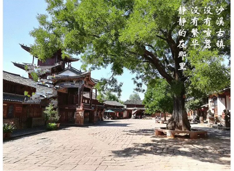 2024年云南大理剑川县虫草参地参包邮。产地直发