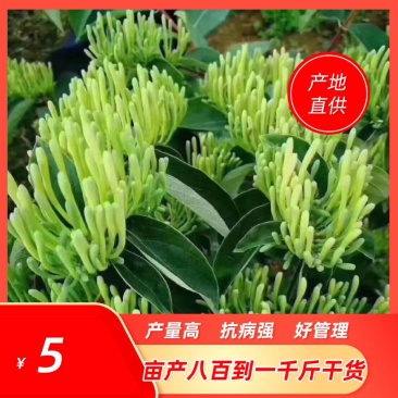 湘蕾金银花苗（5号）/五号花王/提供技术辅导/保证纯度