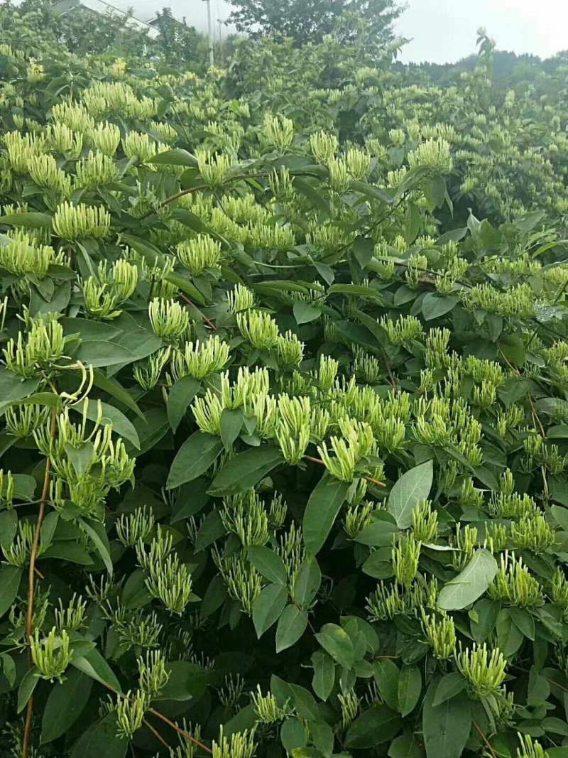 湘蕾金银花苗（5号）/五号花王/提供技术辅导/保证纯度