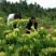 湘蕾金银花苗（5号）/五号花王/提供技术辅导/保证纯度