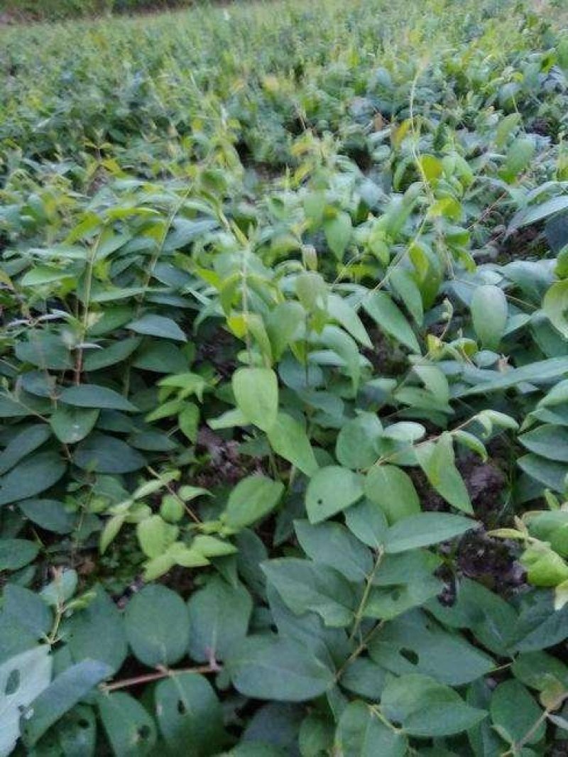 湘蕾金银花苗（5号）/五号花王/提供技术辅导/保证纯度