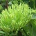 湘蕾金银花苗（5号）/五号花王/提供技术辅导/保证纯度