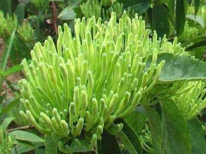 湘蕾金银花苗（5号）/五号花王/提供技术辅导/保证纯度