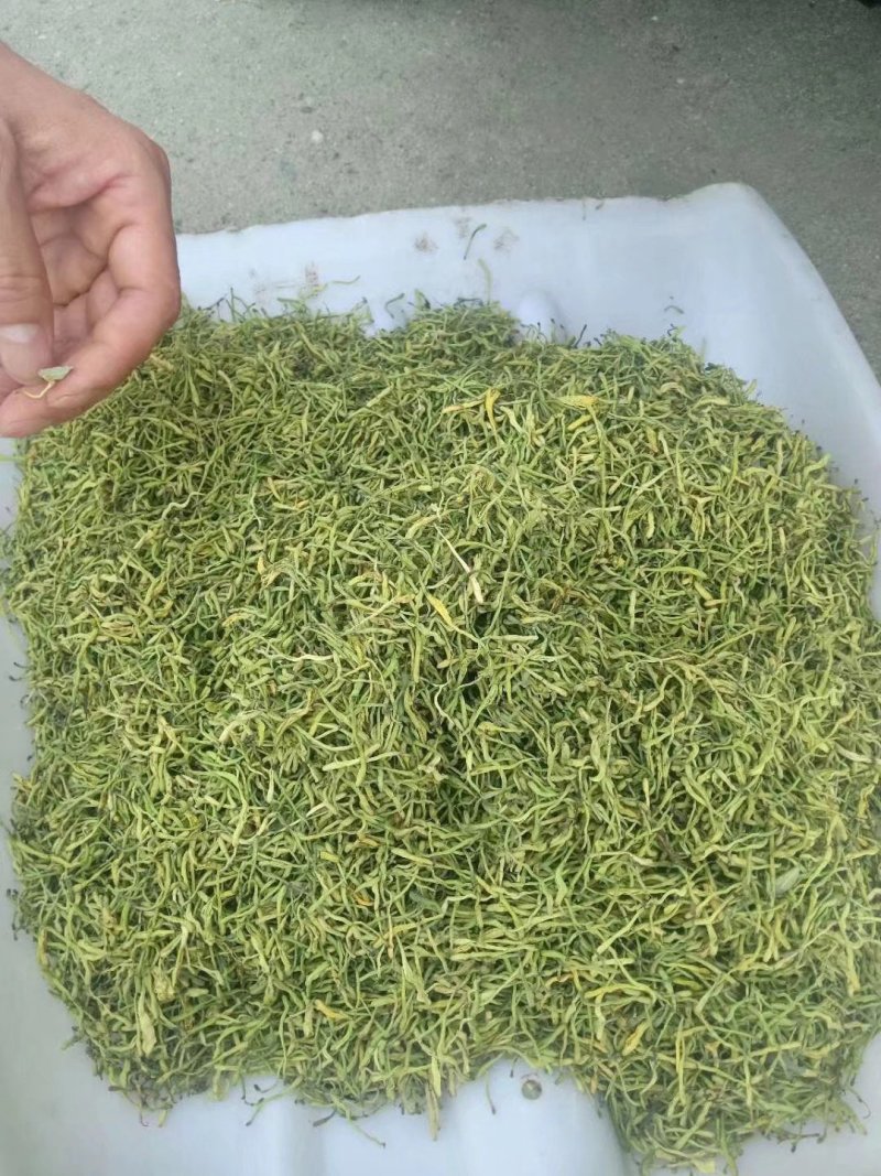 湘蕾金银花苗（5号）/五号花王/提供技术辅导/保证纯度