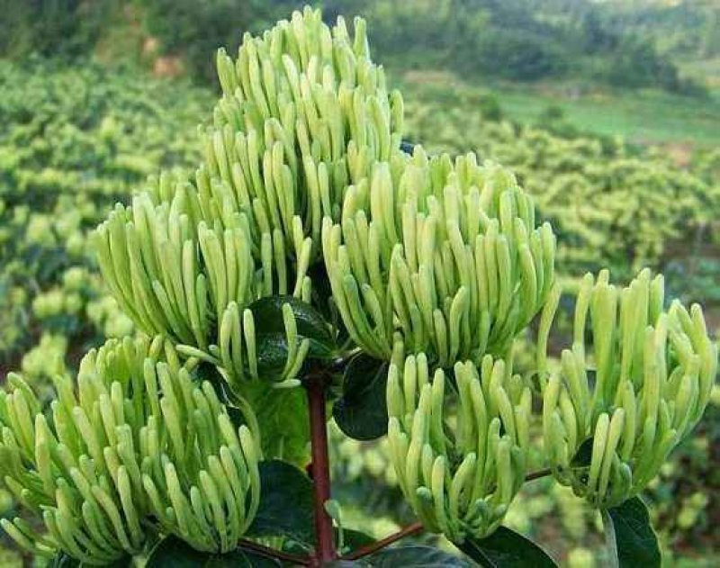 湘蕾5号花王金银花嫁接苗量大从优提供技术包回收