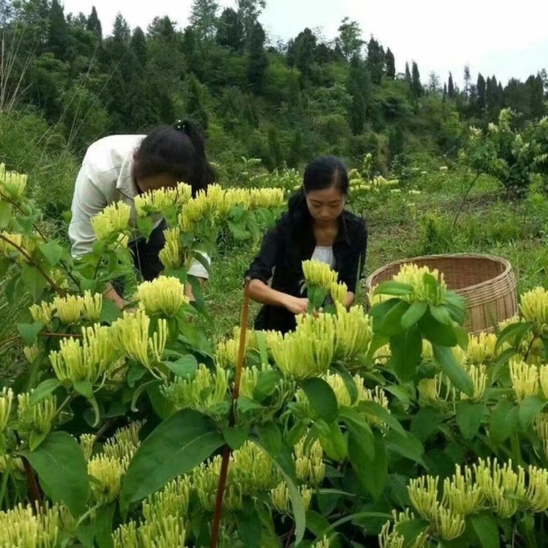 湘蕾5号花王金银花嫁接苗量大从优提供技术包回收