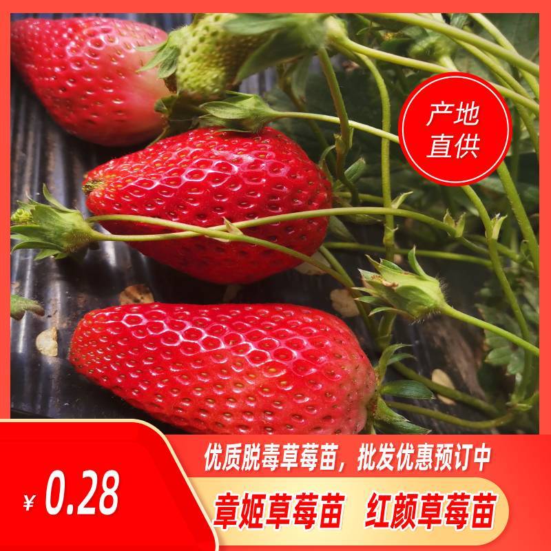 草莓苗法兰地脱毒章姬妙香甜查理苗圃直供质量保证