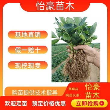 草莓苗法兰地脱毒章姬妙香甜查理苗圃直供质量保证
