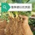 草莓苗法兰地脱毒章姬妙香甜查理苗圃直供质量保证
