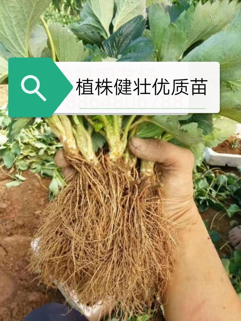 草莓苗法兰地脱毒章姬妙香甜查理苗圃直供质量保证