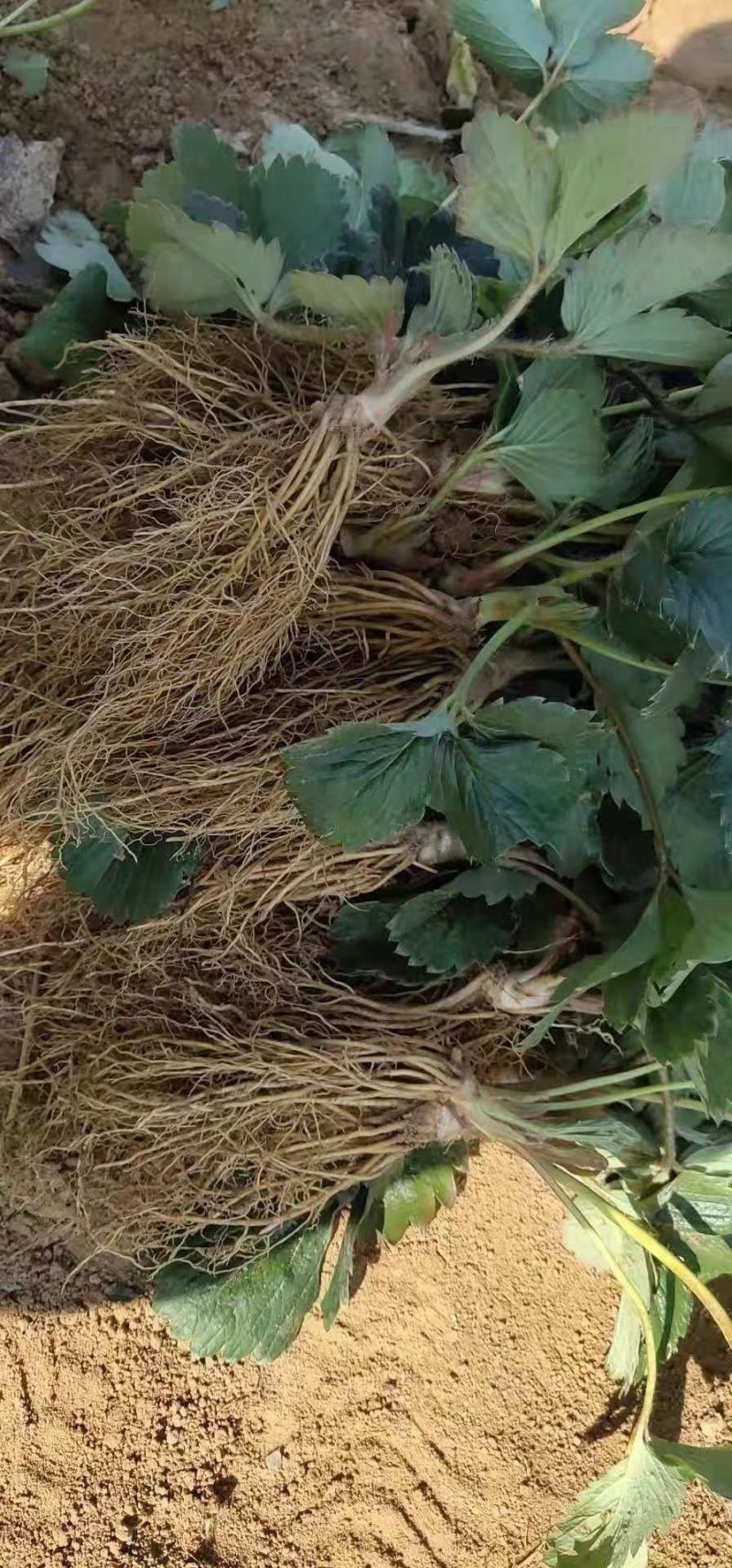 草莓苗法兰地脱毒章姬妙香甜查理苗圃直供质量保证