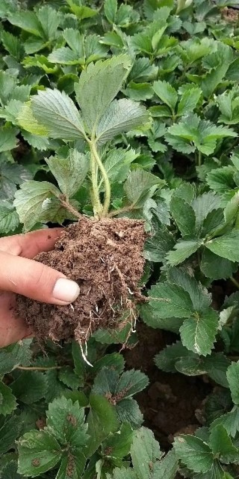 草莓苗法兰地脱毒章姬妙香甜查理苗圃直供质量保证