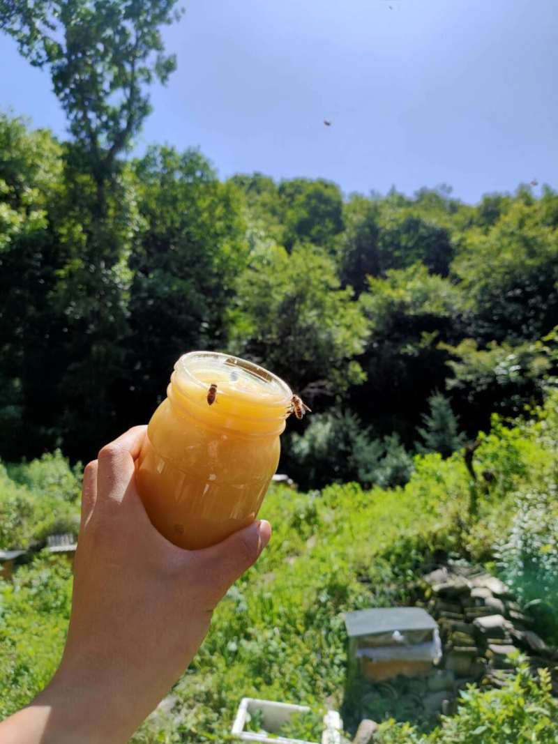 【假一赔十】农家土蜂蜜，深山老林养殖，大量供应中