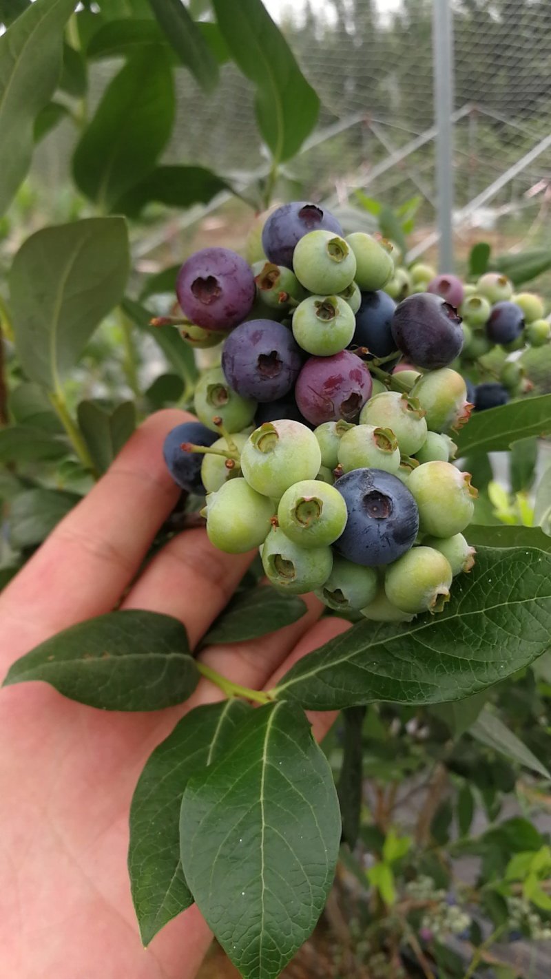 优瑞卡苔藓苗莱克西绿宝石奥尼尔蓝莓苗包售后