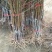 嫁接板栗树苗产地直发当年结果果树苗板栗苗包结果