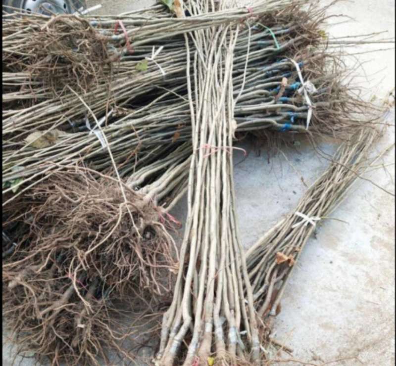 嫁接板栗树苗产地直发当年结果果树苗板栗苗包结果